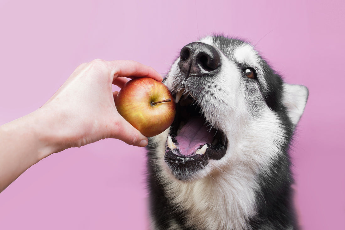 ¿Los Perros Pueden Comer Manzanas?