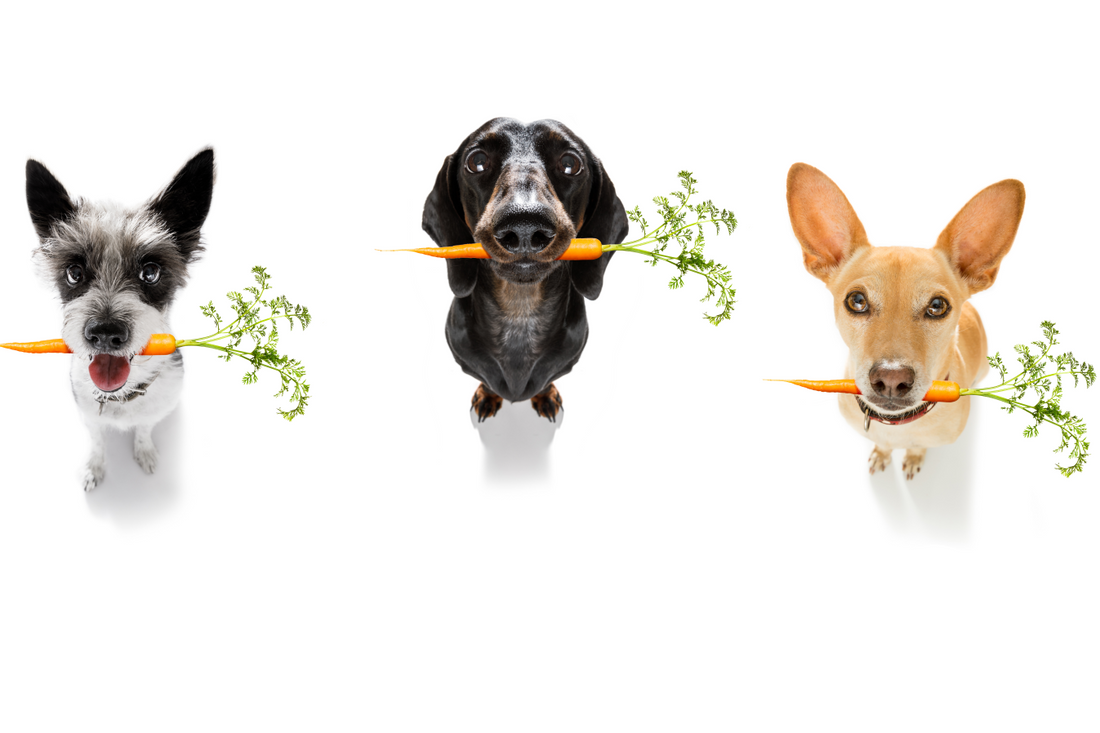 ¿Los Perros Pueden Comer Zanahorias?