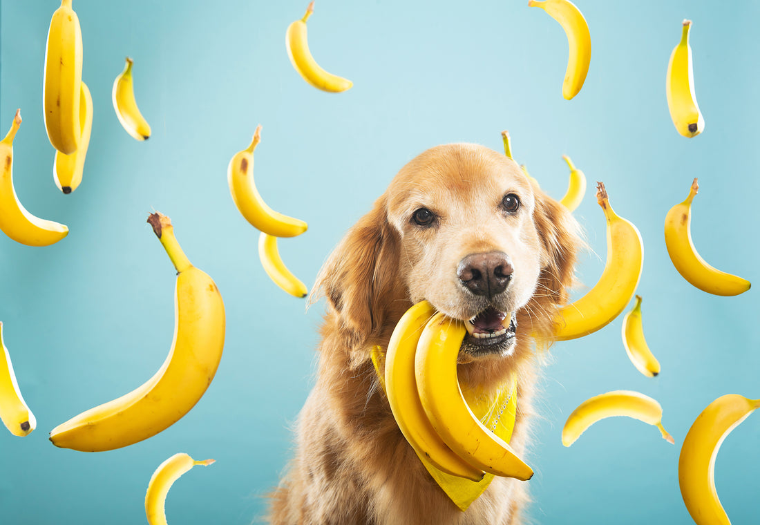 ¿Los Perros Pueden Comer Plátano?